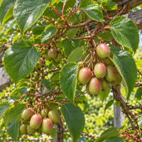 Actinidia arguta (Aktinídia žilnatá - kiwi) ‘GENEVA’ - kont. C2L, výška 30-50 cm